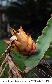 Withered Dragon Fruit On The Tree