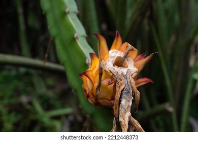 Withered Dragon Fruit On The Tree