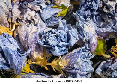 withered dried autumn flowers, close up view of dried blue flowers. fall season leaves Background with bokeh. Selective focus, withered flower texture. Yellow and blue leaves of the fall season. Bloom