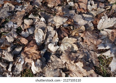 The withered dried leaves of trees on the ground at the end of winter