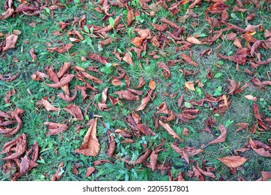 The withered dried leaves of trees on the ground at the end of summer