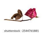 Withered dried pink Rose isolated on white background, top view, flat lay, copy space, minimalism