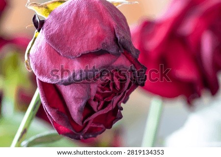 Withered drooping red rose bloom close-up