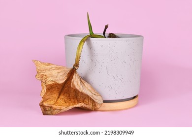 Withered Dying Houseplant With Hanging Yellow Leaf In Flower Pot On Pink Background