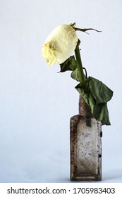 Withered and faded rose in an old dirty vintage bottle on grey background.  Concept of sorrow and aging 