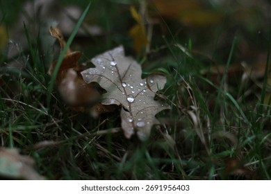 A withered fallen oak leaf with raindrops. Oak leaf lying on green grass covered with raindrops after summer rain close up. Autumn nature macro background. Autumn oak leaf with dew drops.