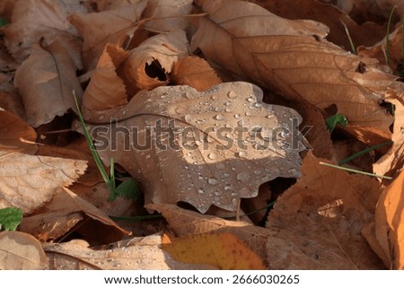 A withered fallen oak leaf in raindrops