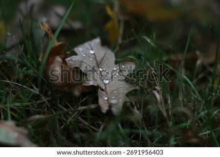 A withered fallen oak leaf with raindrops. Oak leaf lying on green grass covered with raindrops after summer rain close up. Autumn nature macro background. Autumn oak leaf with dew drops.