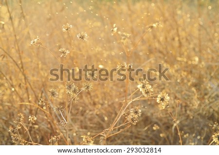 Withered fields as a nostalgic dream of childhood.