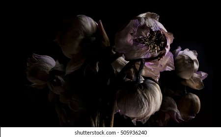 Withered Flower, Lotus. Withered Lotus On Black Background. Dried Lotus Flowers