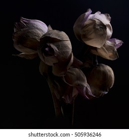 Withered Flower, Lotus. Withered Lotus On Black Background. Dried Lotus Flowers