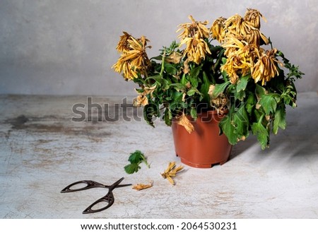 A withered flower in a pot on a gray background. Indoor flower has dried up in a pot. Chrysanthemum. High quality photo
