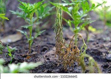 Withered Flowered Planting In The Garden