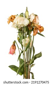 Withered flowers close up. Withered eustoma. Sunset of life. Aged flowers. Dried flowers isolated on white background. - Shutterstock ID 2191270475