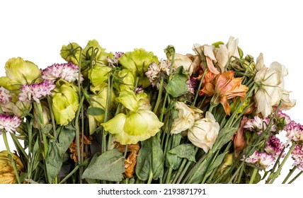 Withered flowers isolated on white background. Withered chrysanthemums. Withered eustoma. Bouquet of withered flowers. - Powered by Shutterstock