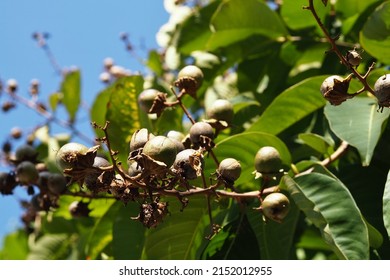 Withered Fruit On The Tree , Hong Kong