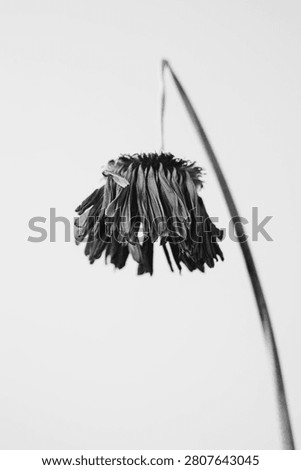 Withered Gerbera Daisy Bloom as Natural Botanical Element in Monochrome Fine Art