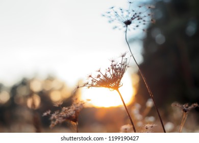 Withered grass and flowers in a forest glade in the rays of the setting sun - Shutterstock ID 1199190427