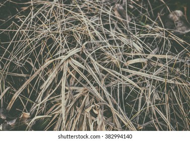 Withered Grass Vintage