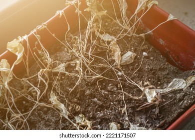 Withered Houseplants. Dead Plants In A Pot On The Windowsill Of A Window In The House. Drought, Lack Of Water, Dry Land. Selective Focus