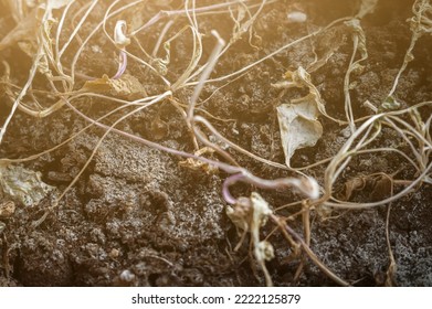 Withered Houseplants. Dead Plants In A Pot On The Windowsill Of A Window In The House. Drought, Lack Of Water, Dry Land. Selective Focus