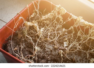 Withered Houseplants. Dead Plants In A Pot On The Windowsill Of A Window In The House. Drought, Lack Of Water, Dry Land. Selective Focus