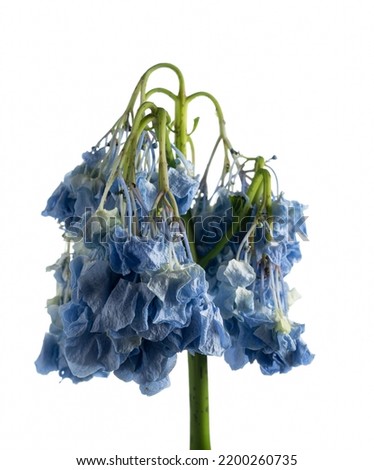 withered hydrangea on white background