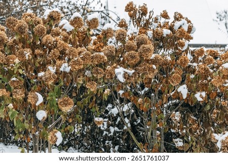 The withered inflorescences of a hydrangea are covered with snow.