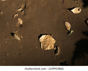 withered leaf image