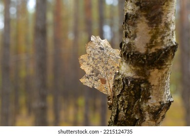 Withered Leaf On A Birch Trunk