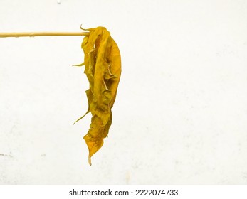 Withered Leaf With White Wall Background.