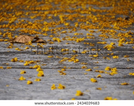 Similar – Image, Stock Photo Girl in autumn Plant