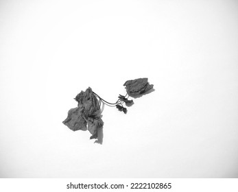 Withered Leaves On A White Background