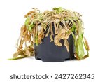 Withered letuce sprouts isolated on a white background Homegrowing sick salad . Herbs seedling growing in pot is dying.