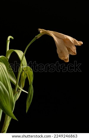 Withered lily, fallen bouquet.  Beautiful dry flower.  Black background. Studio background.  The concept of abstraction, withering, photo of flowers. Vertical. Copy space.