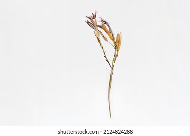 Withered lily flower, close up. Beautiful dried flowers against light background. 