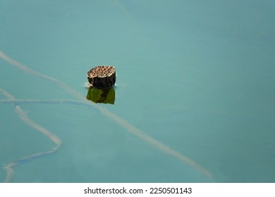 The withered lotus seedpod floating on the lake