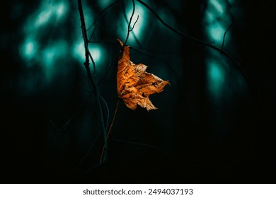 A withered maple leaf fell and became stuck in the branches of a tree on an autumn evening. The season of autumn had arrived. - Powered by Shutterstock