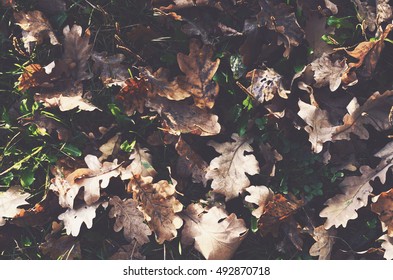 Withered Oak Leaves Fall Background