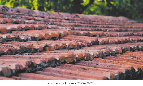 Withered Old Red Roof Tiles Covered With Moss Rack Focus