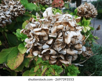 Withered and parched hydrangea blossoms