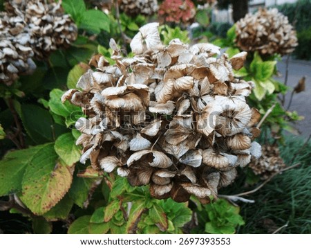 Withered and parched hydrangea blossoms