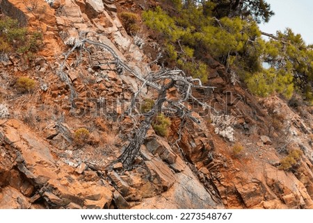 Withered pine. Azure sea bay, blue ocean gulf. Backpack path in summer tropical mountains. Blue sky on the horizon. The adventures on the trail. Semi-desert hills landscape with grass