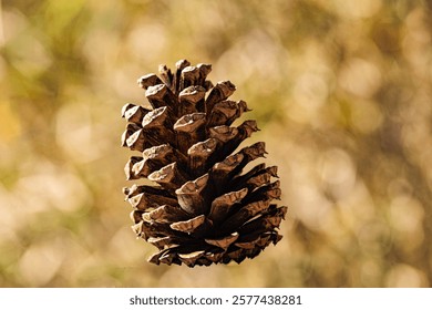 Withered pine cones in the sun