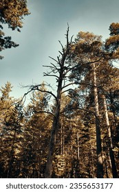 Withered pine tree in the forest. Toned image