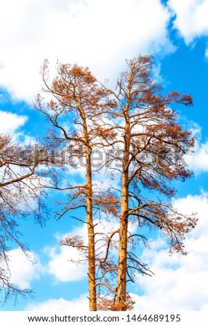Withered pine tree on blue sky. Hot summer day. Drought in Europe. Climate change. Drying of trees in the Czech Republic.