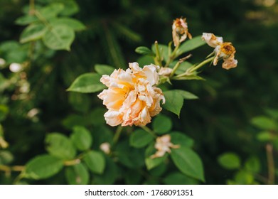 Withered Pink, Creamy Rose Close-up With Shrunken Petals. Barren Garden Season.