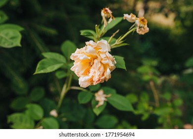 Withered Pink, Creamy Rose Close-up With Shrunken Petals. Barren Garden Season.