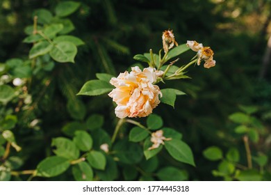 Withered Pink, Creamy Rose Close-up With Shrunken Petals. Barren Garden Season.