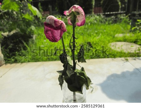 Similar – Image, Stock Photo Withering pink rose blossom in front of a white wall